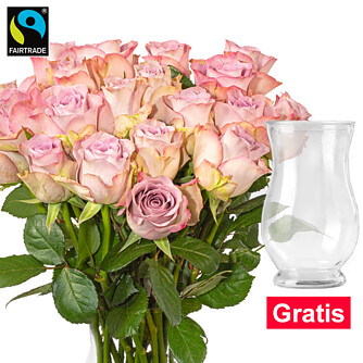 20 rosa Fairtrade Rosen im Bund mit Vase