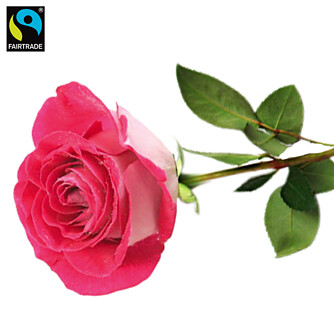 Rosa, langstielige Fairtrade Rose in edler Verpackung
