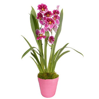 Inca Orchidee "Prinzessin Diana" im Topf