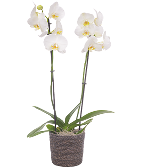 Weiße Orchidee im Seegraskorb
