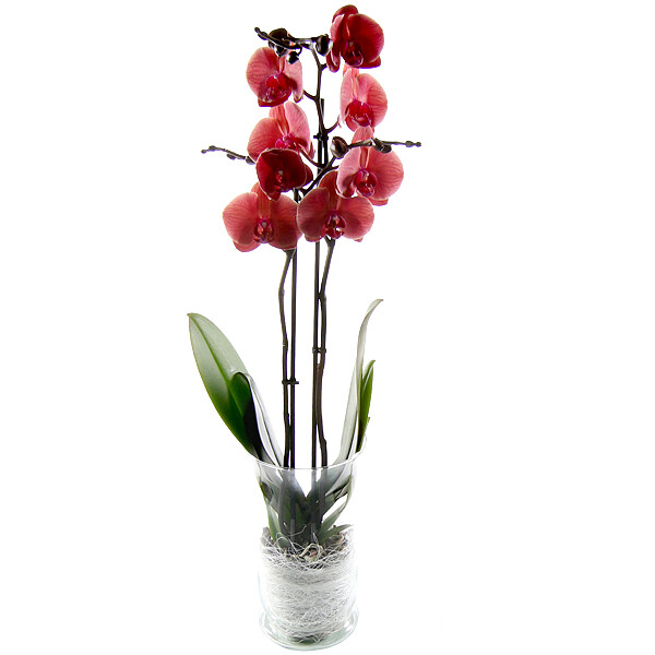 Purpurfarbene Orchidee im Glas