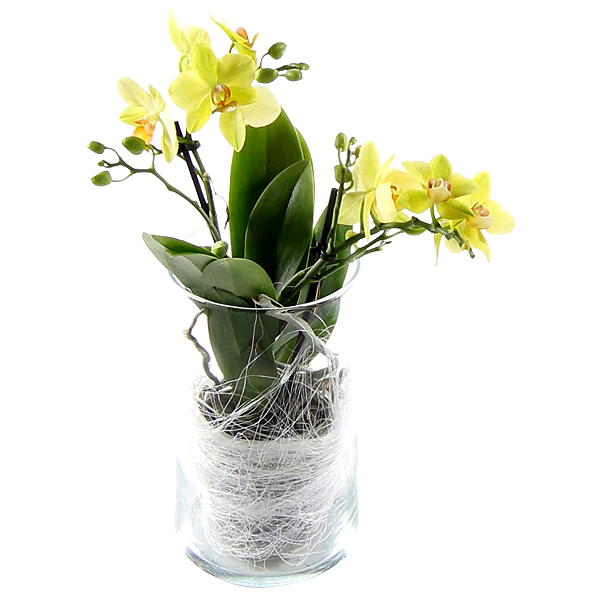 Gelbe Orchidee im Glas