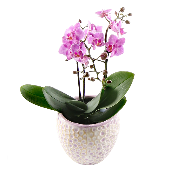 Pinke Orchidee im Topf