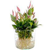 Waterplant Anthurie „Lilli Lilli“