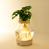 Waterplant Monstera mit LED-Licht