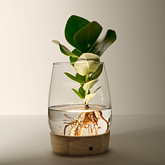 Waterplant Clusia mit LED-Licht
